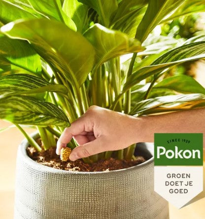 Coni per piante da balcone Pokon, 10 pz