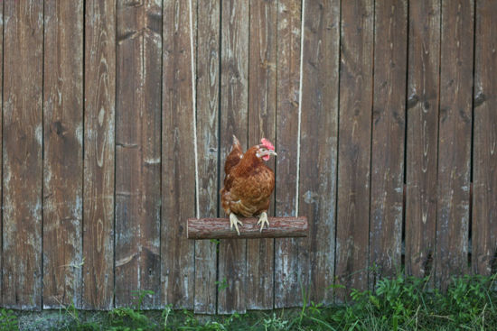 Altalena per galline Kerbl 39 x %c3%b8 5 cm