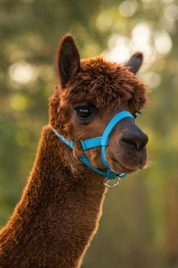 Cavezza in alpaca blu 2