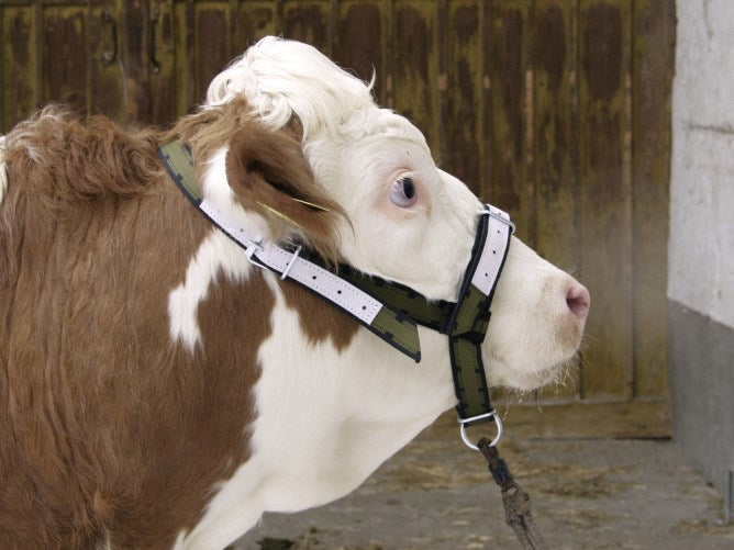 Cavezza per toro in nylon con anello a D