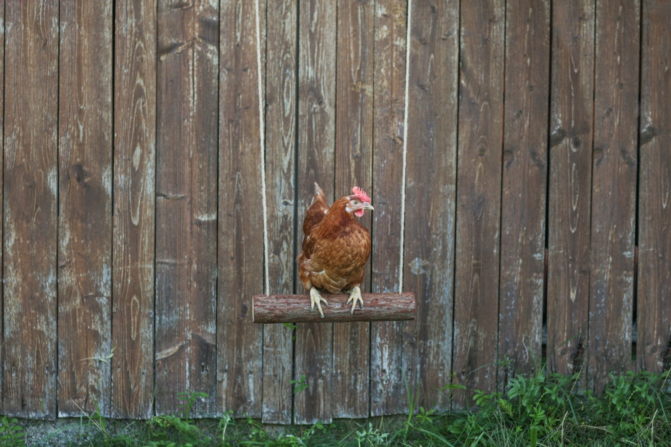 Columpio para gallinas Kerbl 39 x %c3%b8 5cm