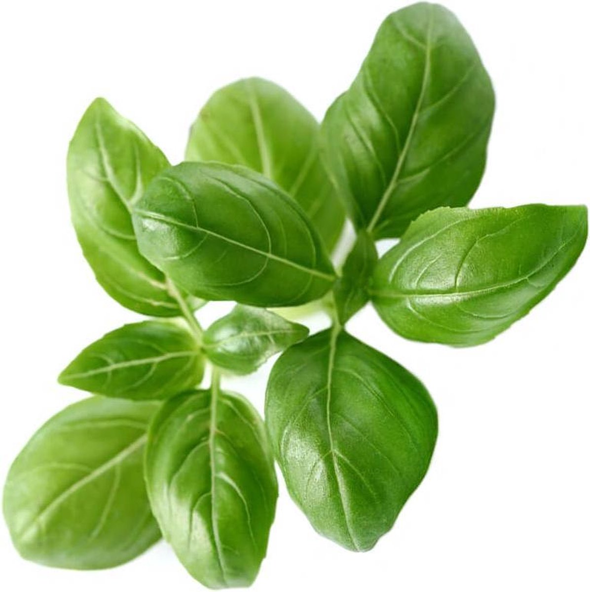 Click and grow click grow recambio basílico pack 3