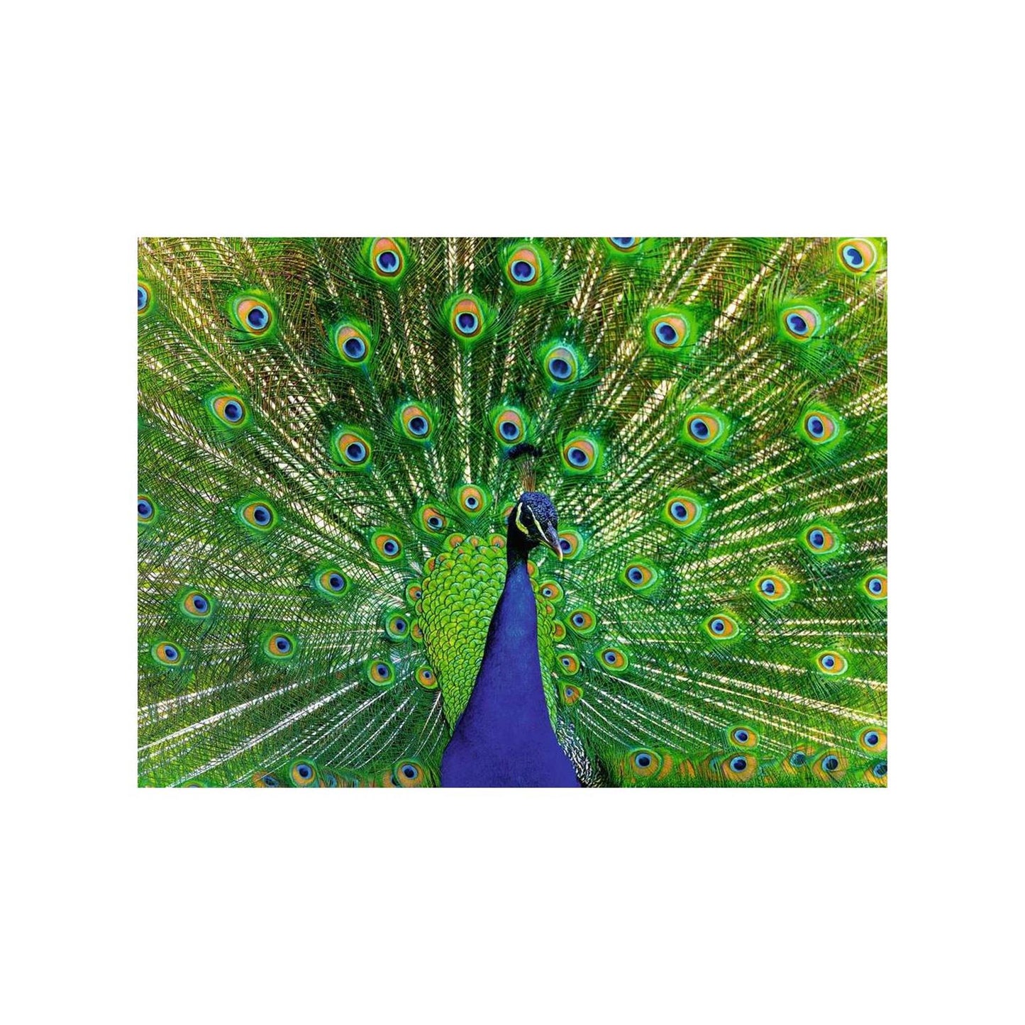 Ravensburger puzzel peacock 500 stukjes