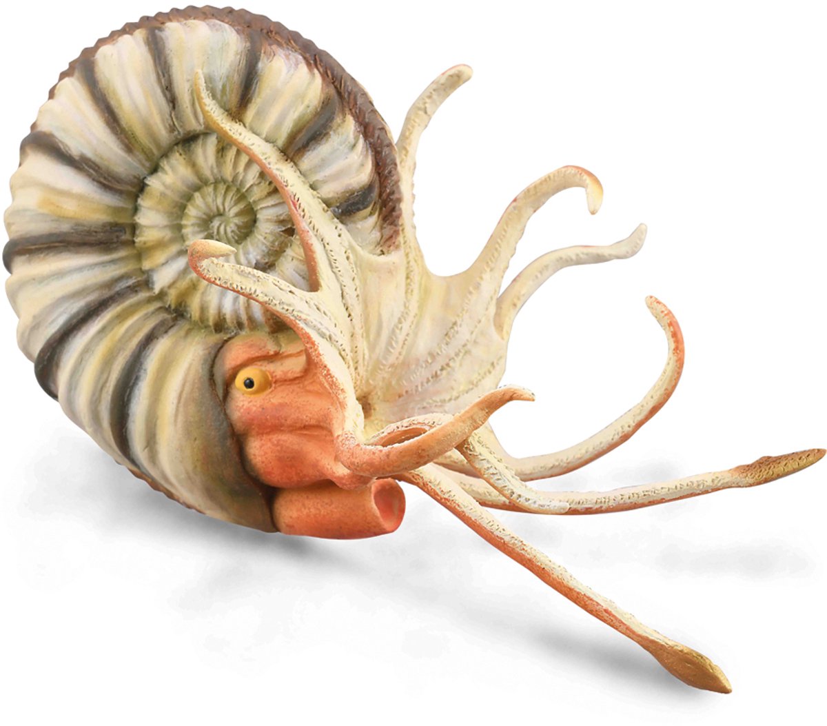 Statuetta Collecta - pleuroceras ammonite - (xl) - preistoria - dipinta a mano - miniatura