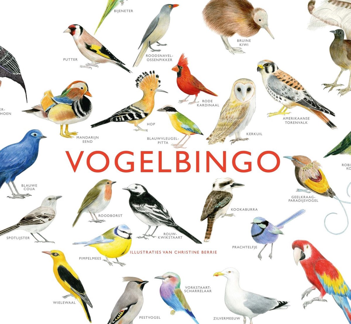 Bingo de pájaros del cosmos