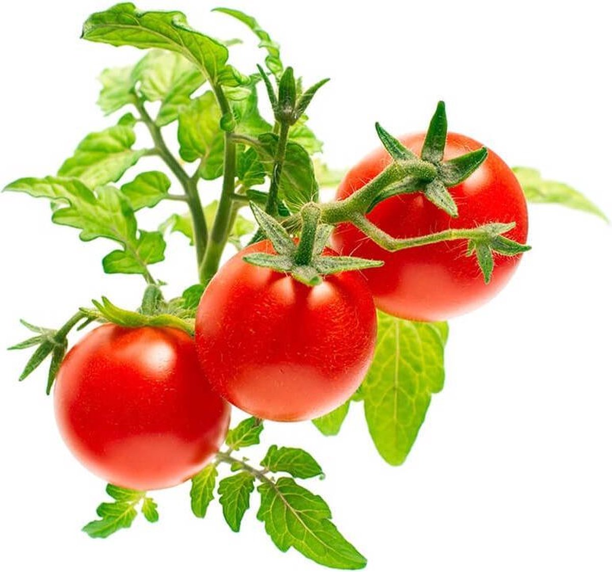 Click and grow click grow recambio tomates 3 piezas