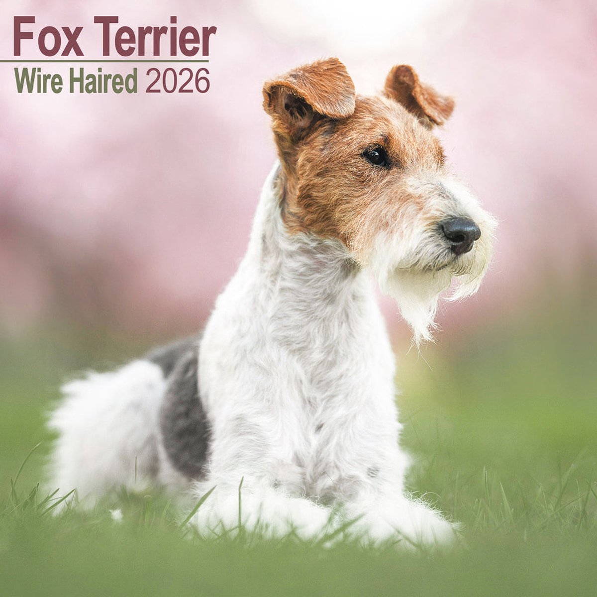 Calendario 2026 dei capelli ruvidi di Avonside Fox Terrier