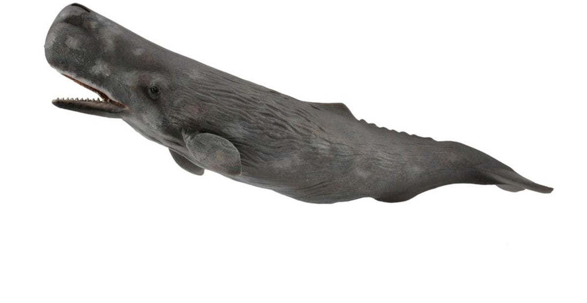 Statuetta Collecta - capodoglio - (xl) - animali marini - dipinta a mano - miniatura