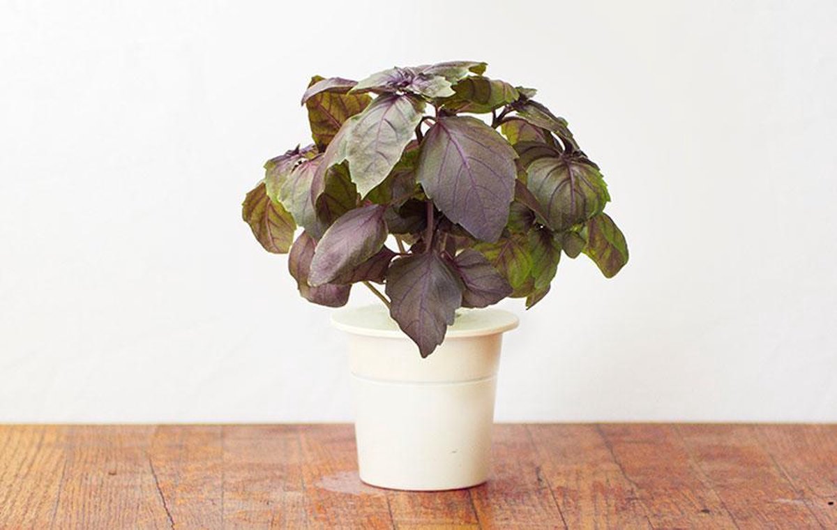 Clicca Grow Basilico Rosso Ricarica Confezione da 3