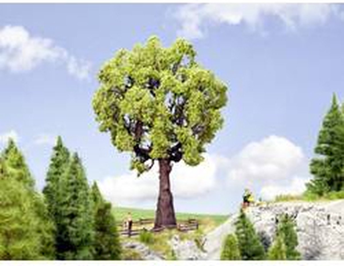 Né quercia, alta 19 cm