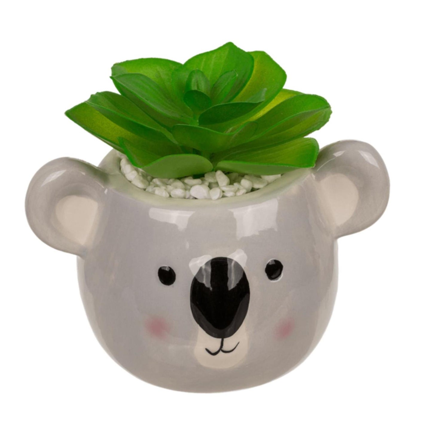 Ootb succulento in vaso, bradipo o koala