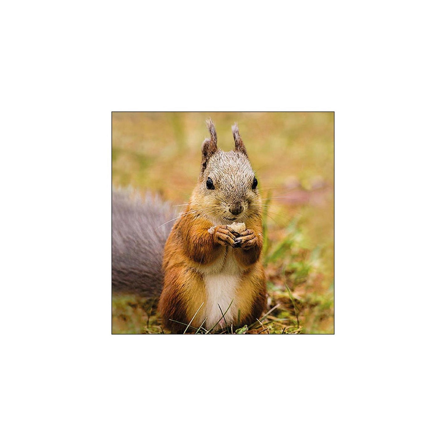 Tovaglioli Ambiente scoiattolo 33 cm