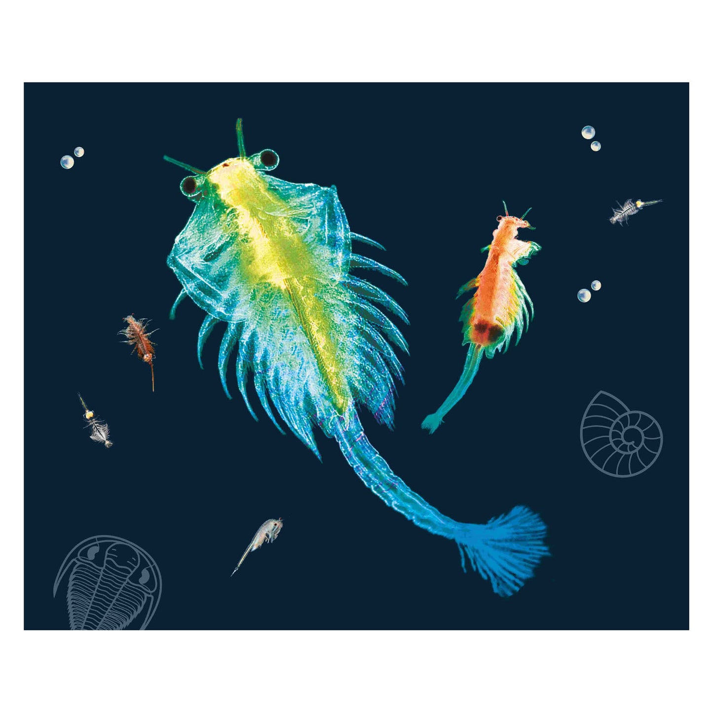 Cría de artemia cosmos