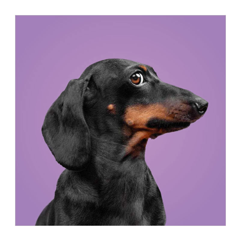 I Delta si abbinano ai cani! - gioco di promemoria