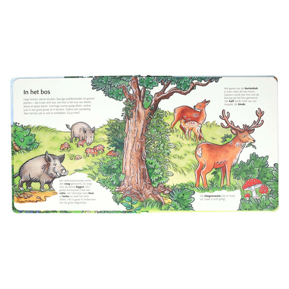 Vince l'Olanda i bambini scoprono la foresta
