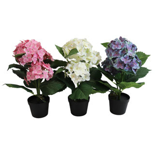 Hortensia en bote 40 cm