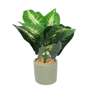Pianta d'arte in vaso di cemento 40 cm 3 assorchi