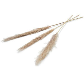 Pampas Fiore secco 150 cm Set di 3 naturali