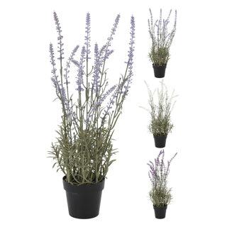 Planta de lavanda en macetas de 46 cm
