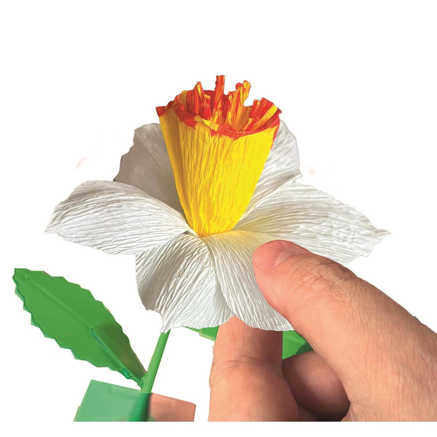 Flores perfumadas de Clementoni hacen narciso