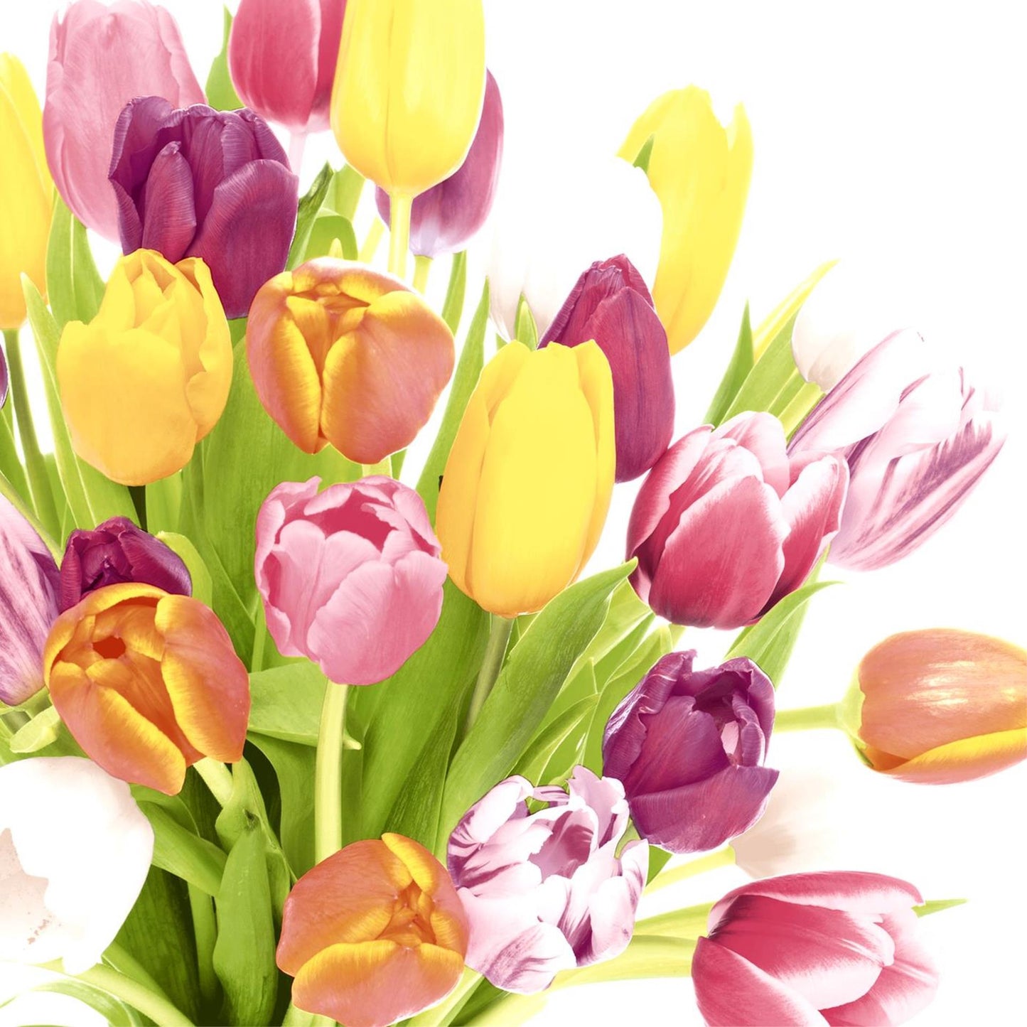 Servilletas Duni hermosos tulipanes 33x33cm