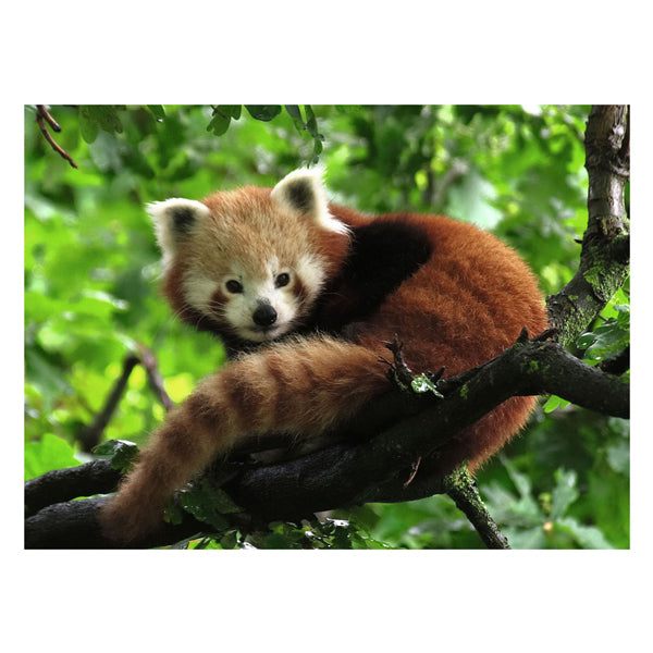 Ravensburger Jigsaw Puzzle lindo panda rojo, 500 °.