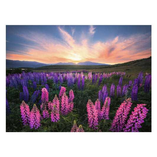 Ravensburger Jigsaw Puzzle Lupinen, 1000.