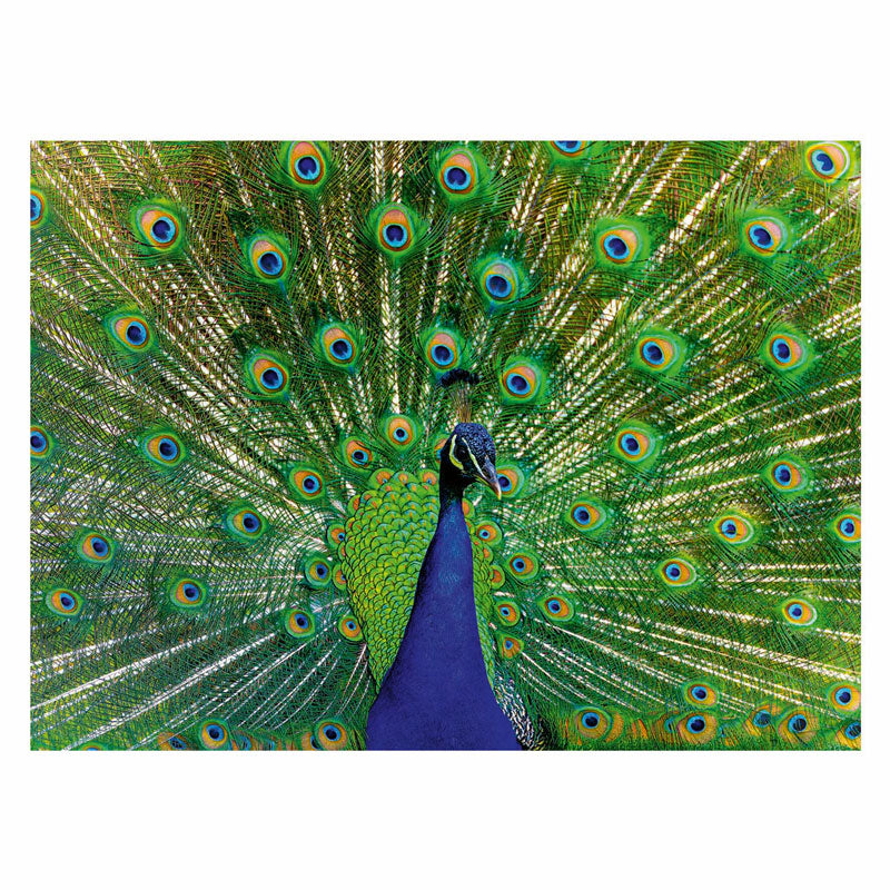 Ravensburger Jigsaw Puzzle Animales coloridos Pauw, 500º.