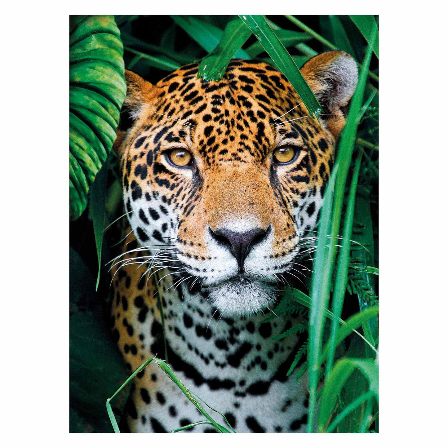 Clementoni Puzzle Jaguar nella giungla, 500st.