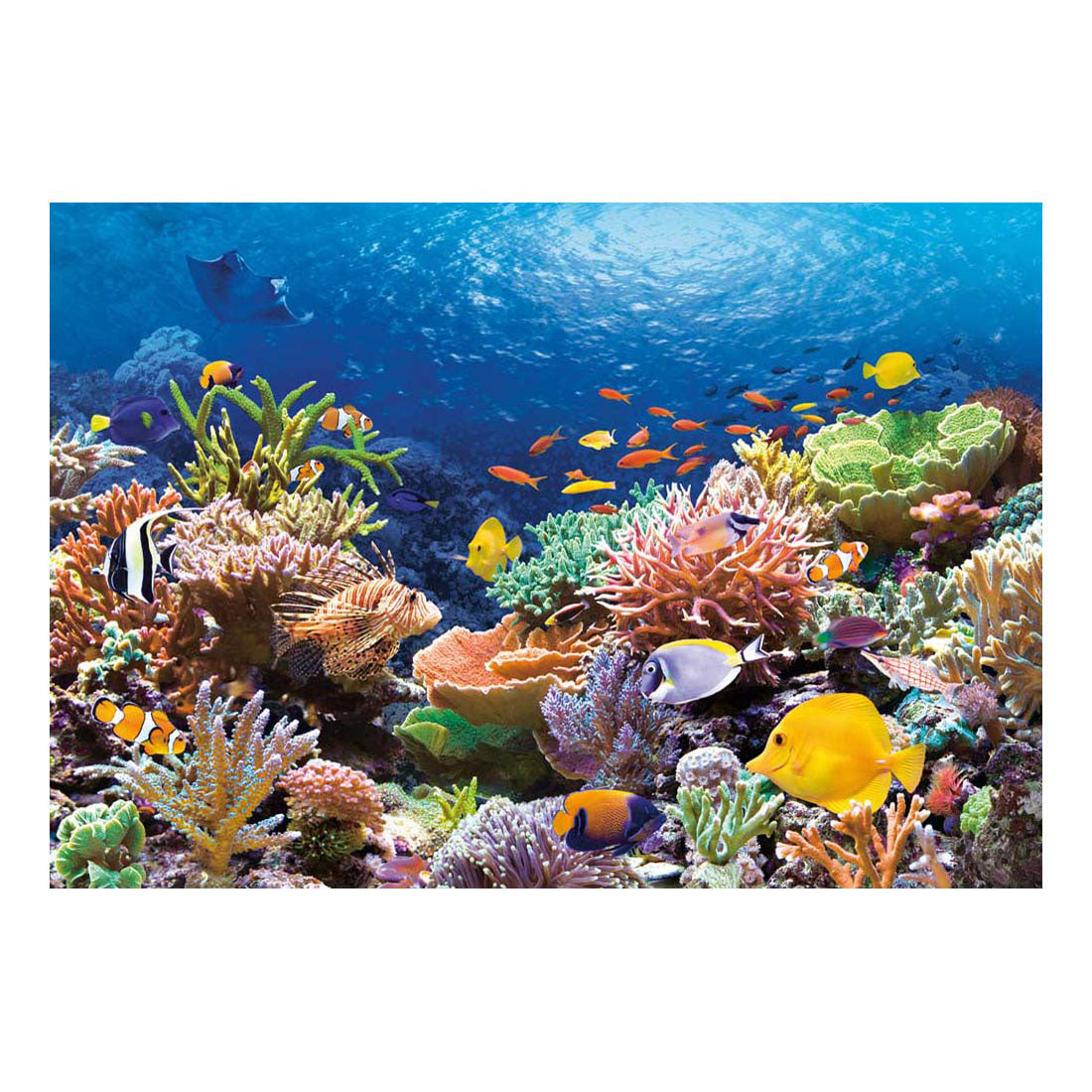 Selecta castorland puzzle pesci barriera corallina, 1000 pz.