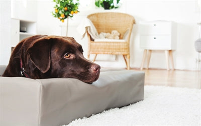 Cuccia per cani Bia tortora originale