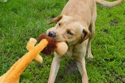 Happy Pet Wild Wild Crinkler Leeuw