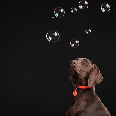 Teek senza ticchettite e vlo difesa per cani e gatto arancione fluorescente