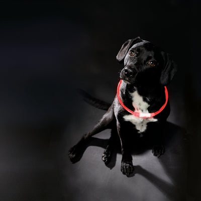 Trixie Collar USB Flash Light Luminous RED ricaricabile