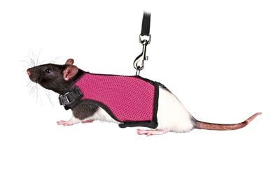 Trixie Softhuik con cintura per ratten Assorti