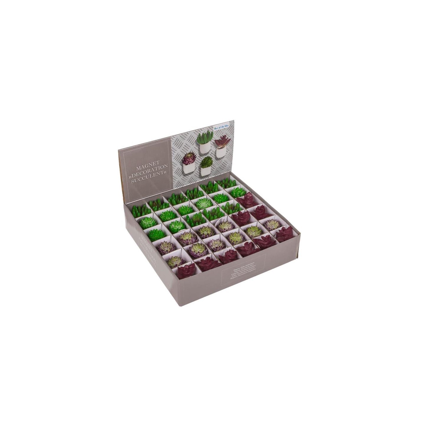 Ootb calamita pianta succulenta in vaso 3x5cm