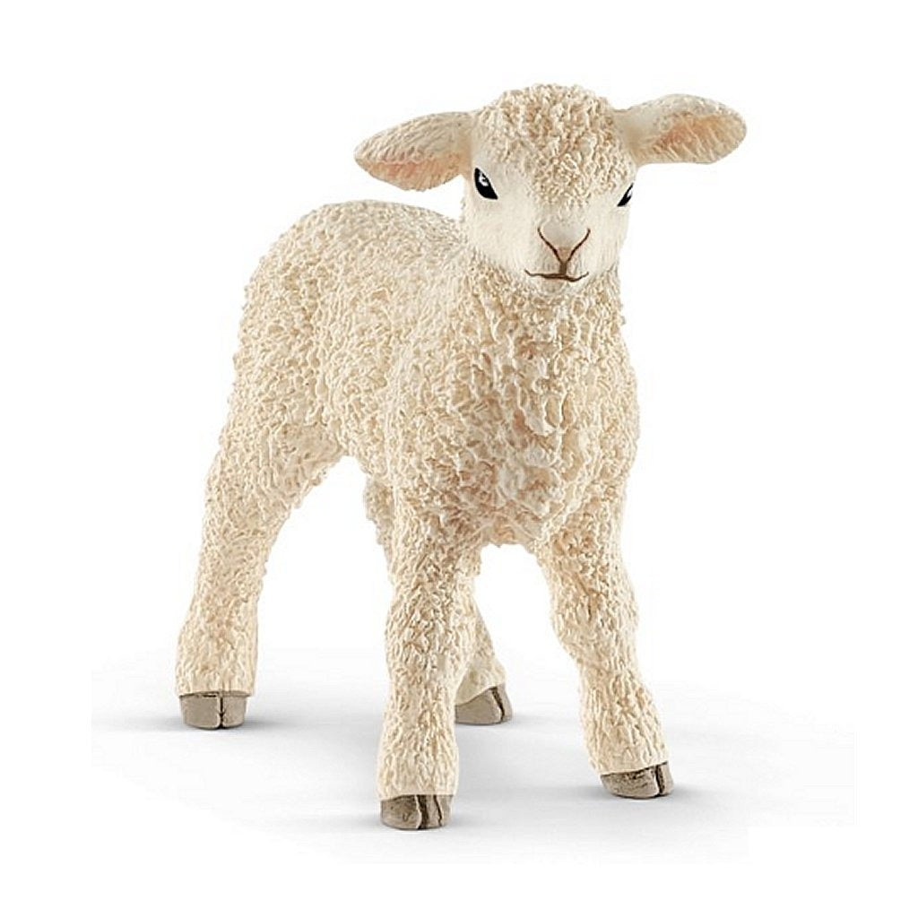 Agnello
