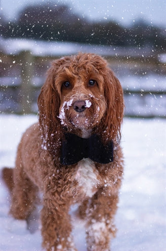 Cupido cometa di lusso a farfalla blu arco blu blu