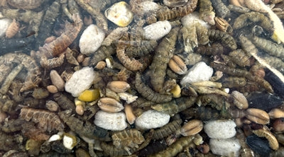 Utopia Strooivoos con insetti