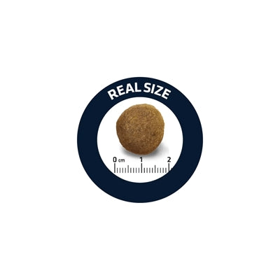 Pastor alemán adulto adulto alemán