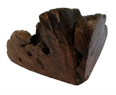 Cane woodzzz masticare radice con olio d'oliva