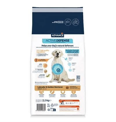 Labrador retriever adulto