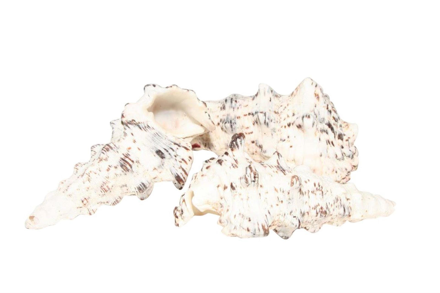 Hbx conchiglie viventi naturali cerethium nodolosum 500gr