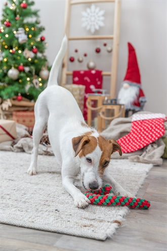Trixie XMAS Flostouw Candy Cane