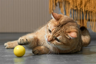 Gatto giocattolo dinamico Eti assortito