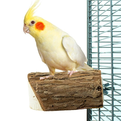 Indietro zoo natura fetta di legno persico