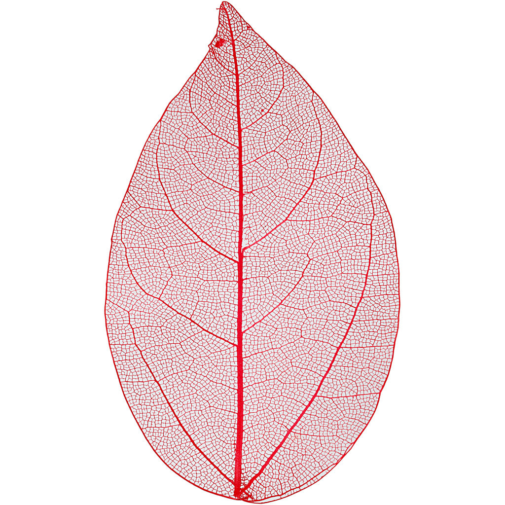 Foglie scheletriche dell'azienda Creativ, l: 6-8 cm, rosse, 20 pezzi 1 scatola