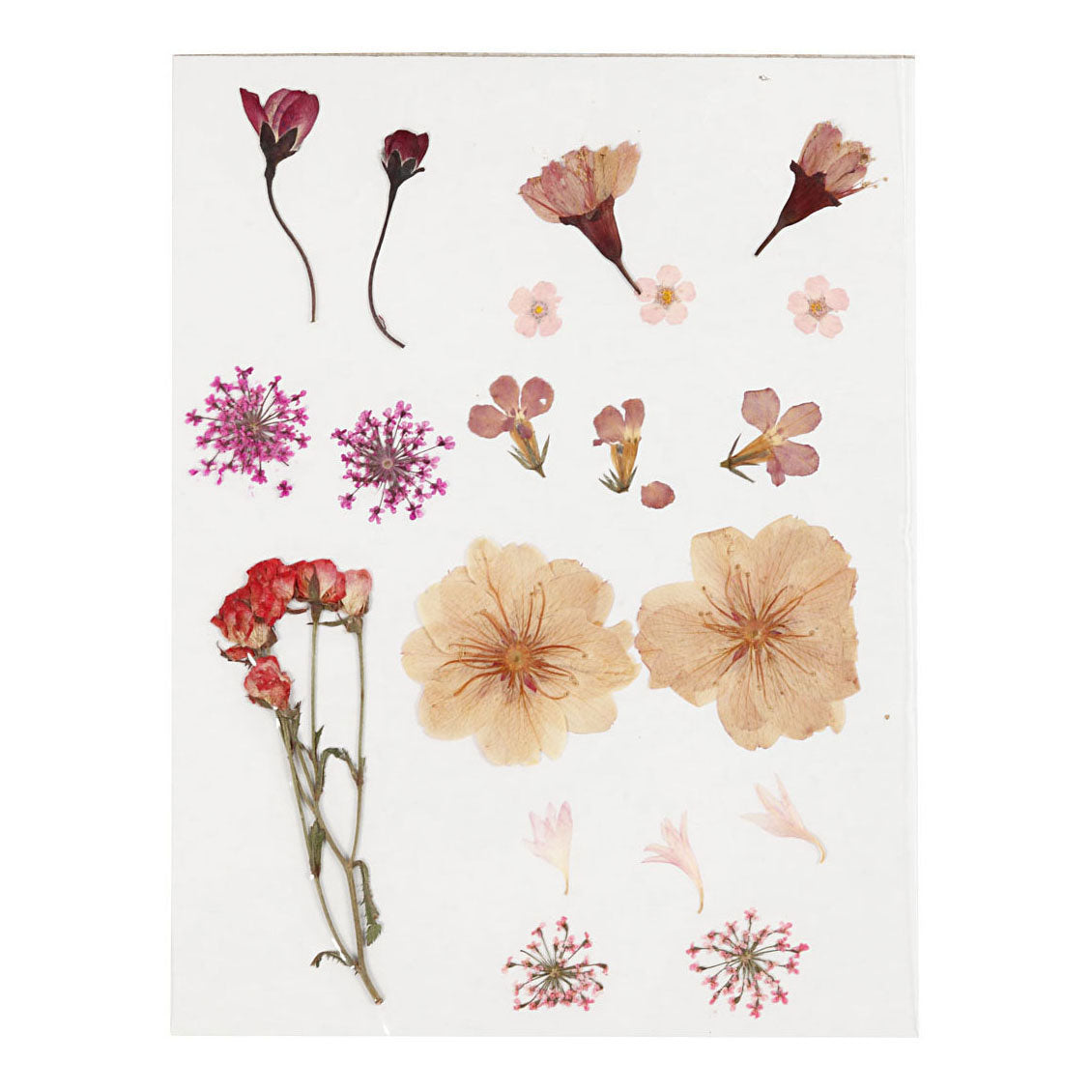 Creative Company Fiori secchi e foglie rosa chiaro