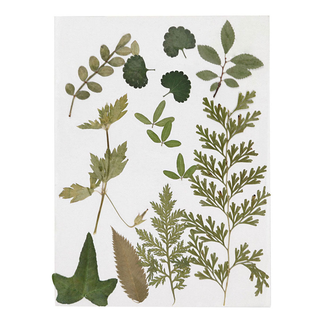 Creative Company ha secco fiori e foglie verdi
