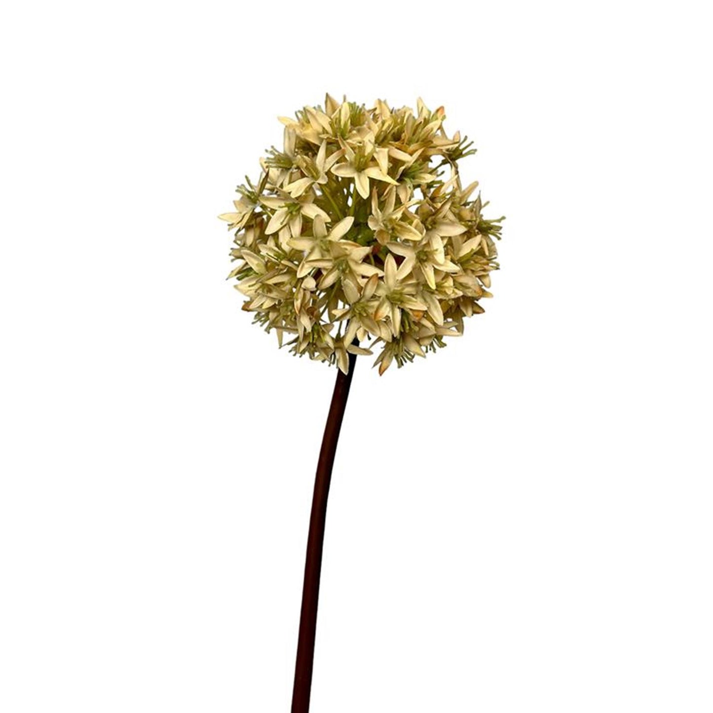 Bulbo di allium artificiale del fiore della collezione Roberts da 60 cm color crema